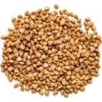 home-grown-sprouted-buckwheat-groats
